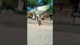 Download lagu Melatih burung Falk parkit australia urban free fly di depan rumah mp3