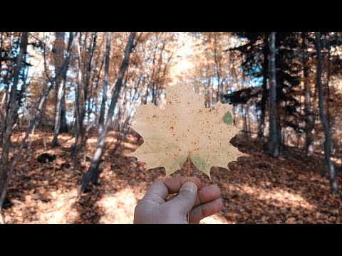 An Autumn in Aalen - Germany | Autumn vlog