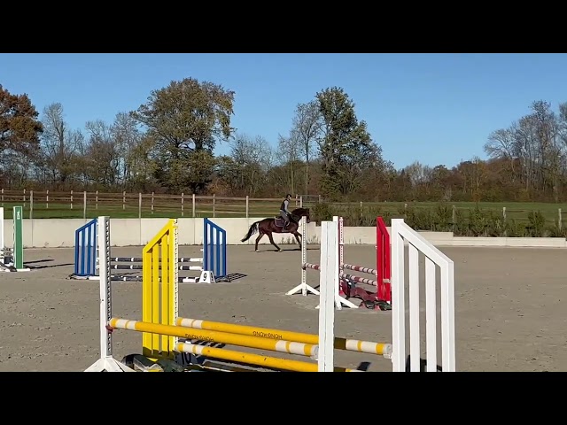 Magnifique jument kwpn de 5 ans +-1m70