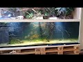 Aqua fan hat das Video Diskus biotop (H-nUntPIs1A) zum Beispiel Flooded Forest hochgeladen.