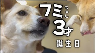フミちゃん誕生日！🐾