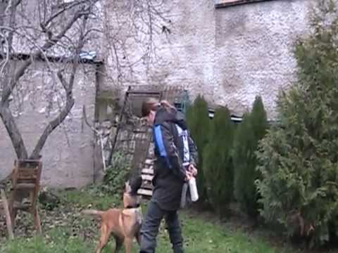 Gero z Lounského chovu věk 5,5  měsíce poslušnost s odkládačky  MOV05D.MOD