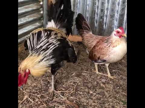 My pure chocolate 🍫 grey pair.