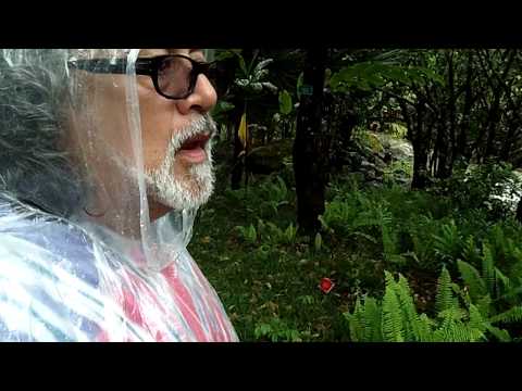 Felix Castillo camina en Hawaii bajo la lluvia - Discover Hawaii Tours
