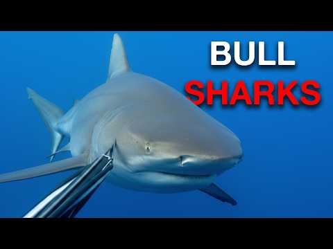 Summer SHARKS Are Out of Control in Australia.