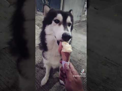Husky Excited at the Ice Cream