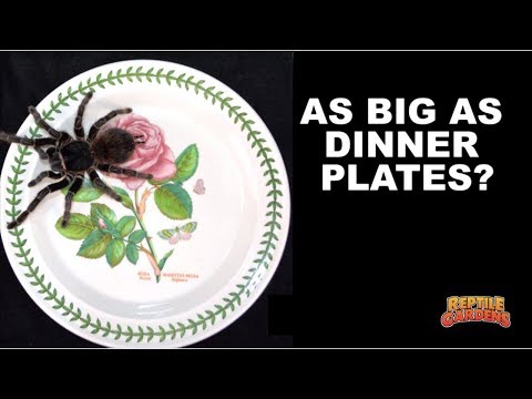 Spider Size Relative to Plates