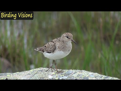 Temminck's Stint - Hardangervidda mountain plateau, Norway