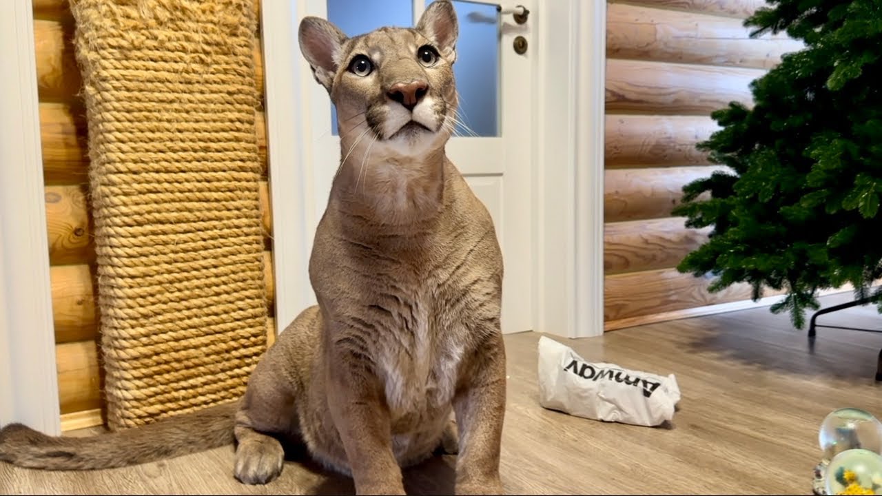 Пума Месси - мой самый лучший друг и помощник! Открывает лапой дверь и помога?