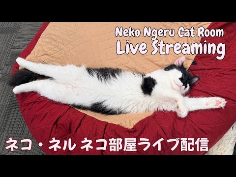 【ネコ・ネル ねこ部屋配信】NN Cat Room Live Streaming 260613