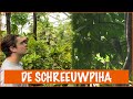 Op zoek naar een luidruchtige vogel | DierenpraatTV