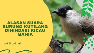 Download lagu The Reason Why Kicau Maniacs Avoid the Sound of the Finch mp3