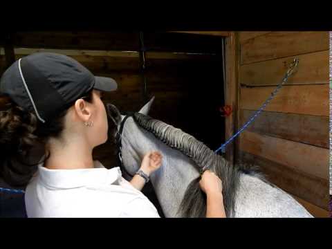How To Running Braid & French Braid your horse for schooling - FULL TUTORIAL