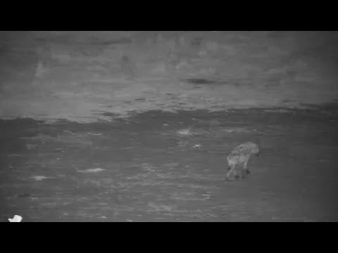 Djuma: Lone Hyena gets a quick drink - 19:30 - 09/03/19