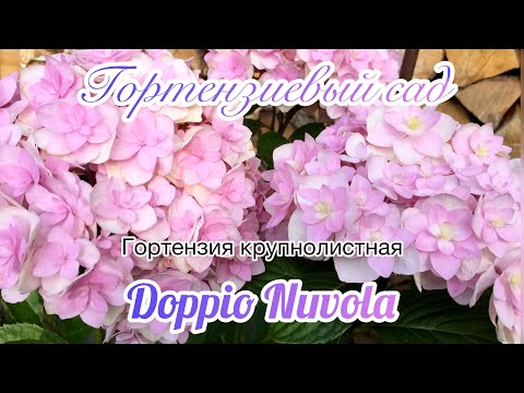 фото гортензия крупнол. доппио нувола 0
