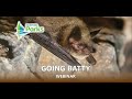 Going Batty Webinar