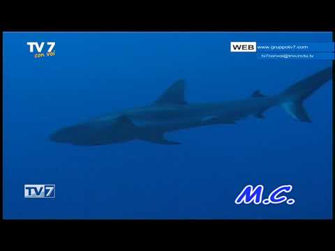 Tv7 con Voi del 9/10/2018 - Andiamo in Australia (3 di 3)