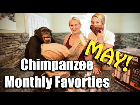 Chimpanzee Monthly Favorites of May | Myrtle Beach Safari