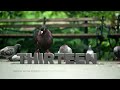 PBS Station ID Pigeons Local Ident 2019 WNET DT1