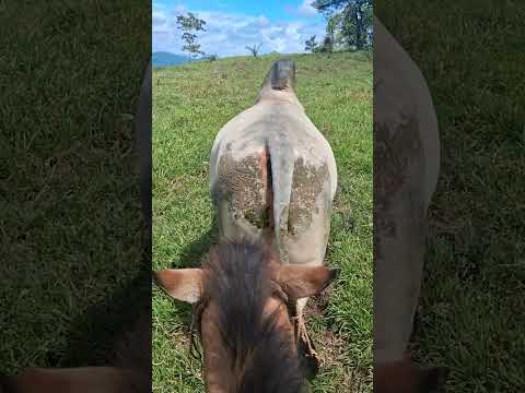 Nancito Remedios Chiriqui 