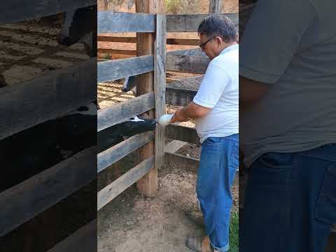 Bom Jesus do Galho-MG