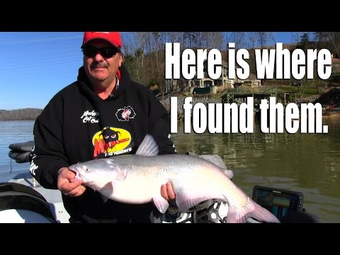 Fishing for catfish on current seams in rivers