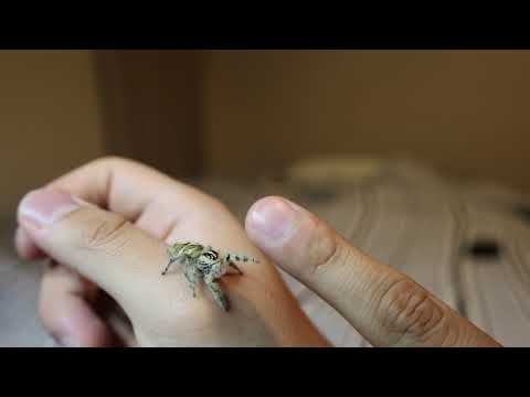 Female Hyllus Diardi, Look at this cutie.