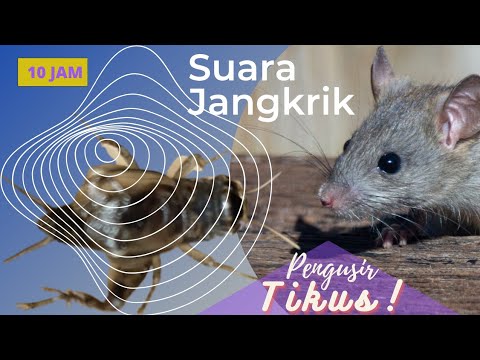 Suara Jangkrik Pengusir Tikus, Ampuh❗