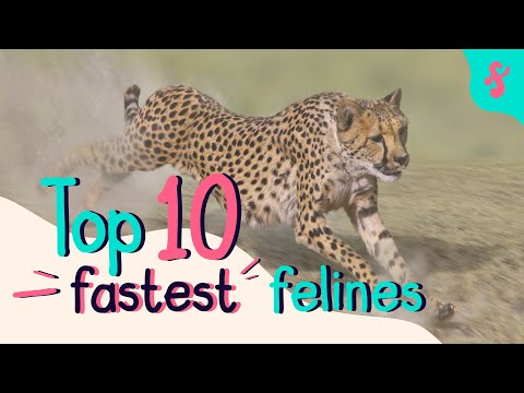🐅 Most Amazing Top 10 Fastest Felines in the World | Furry Feline Facts 🐆