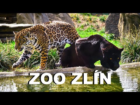 PUTOVÁNÍ ČESKEM - ZOO ZLÍN