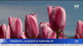 Download lagu Bardar, a true corner of history: Gheorghe Luchița grows a wide variety of spring flowers mp3