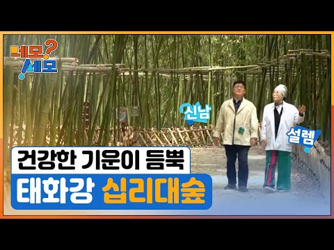 [네모세모] 건강한 기운이 듬뿍 십리대숲