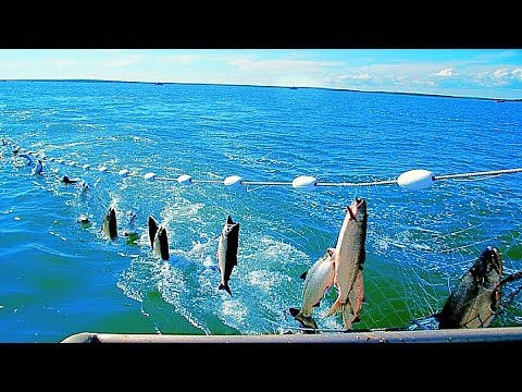 Amazing Automatic Lines, Catching and Processing Fish Right on Ship, Big Catch in The Sea.▶3