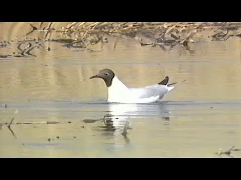 Mitt I Naturen - Det Stora Lyftet