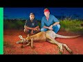 Rare Kangaroo Cooked Underground Aboriginal Earth Oven In Australia