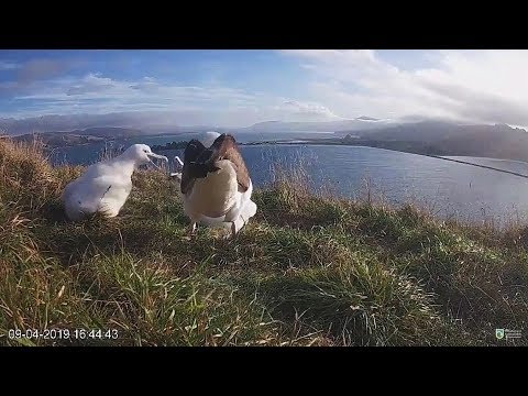 Royal Albatross~Quarrel between the chicks~16:43 PM 2019/04/09