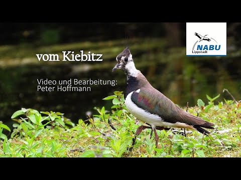 vom Kiebitz - Vogel des Jahres  2024