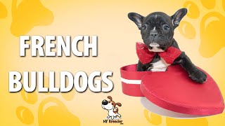 French Bulldog Puppies Westchester NYC - 914-949-7877 - New York