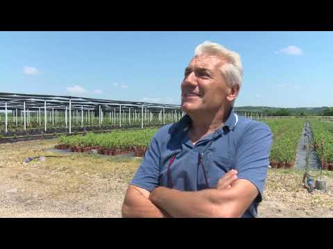 Prvi "Dani borovnice" okupili uzgajivače iz čitave Srbije