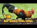 RAKAMAN SUARA AYAM HUTAN ASLI RAKAM DARI JAUH HD SOUND BEST