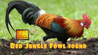 Download lagu ✅RAKAMAN SUARA AYAM HUTAN ASLI || RAKAM DARI JAUH. HD SOUND BEST mp3