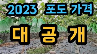 #샤인머스켓재배기술 #과일경매가격 #여름호우비태풍농촌판매 #행복사랑