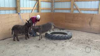 Learner's Permit: Miniature Donkeys Augie and Spuds