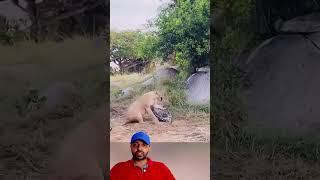 Leopardo Escapa de Leoa 😱