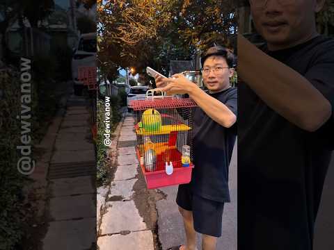 Rumah istana buat hamsterku #dewivanow #hamster #kandanghamster #rumahhamster #hamsterdewivanow