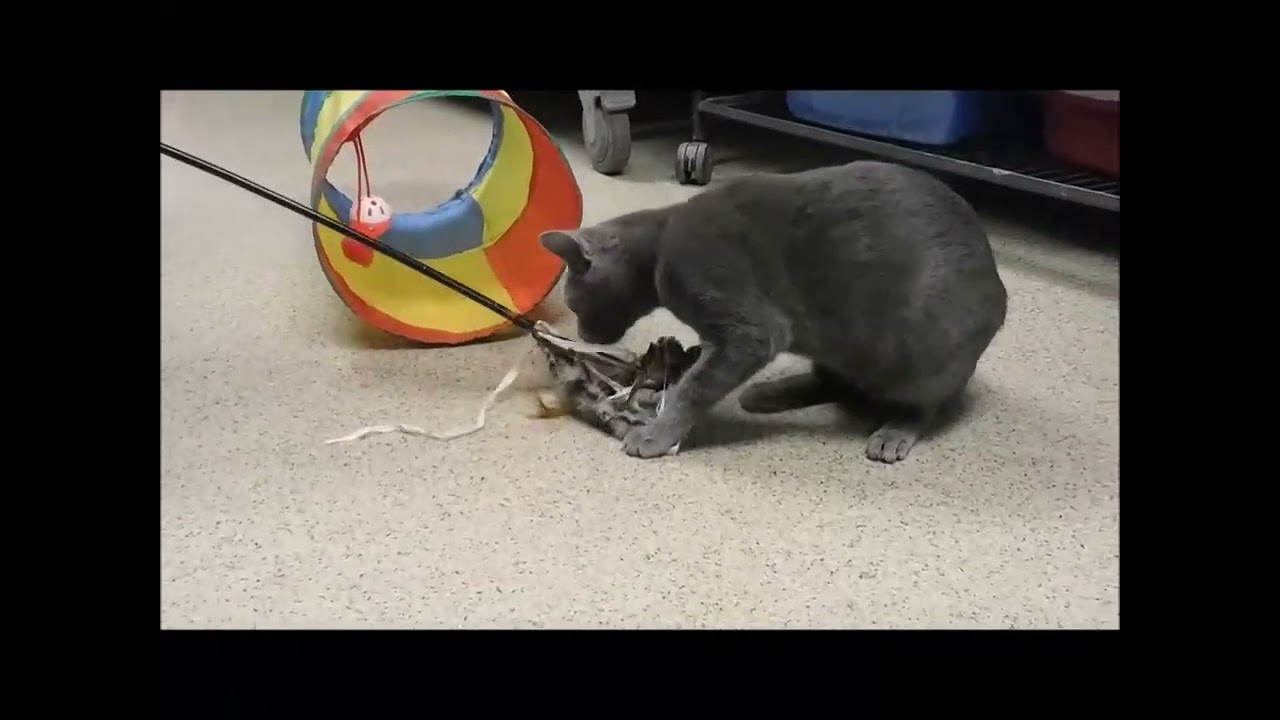 Enlarge VALENTINA, a ADOPTABLE Domestic Short Hair in Ironwood, MI video 3/3