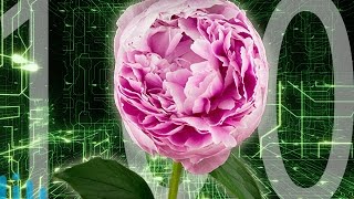 ELECTRIC PLANTS? -- Mind Blow #100