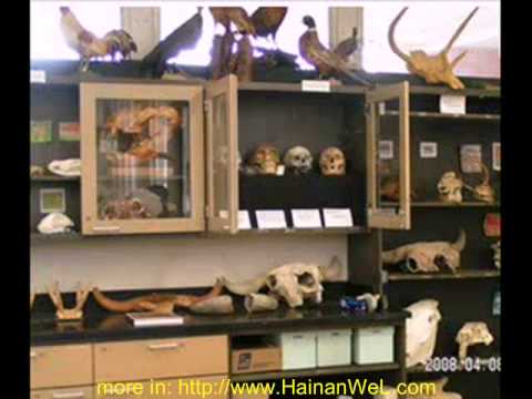 新種の角のある恐竜ゼノケラトプス フォアモステンシス Новый вид рогатого динозавра