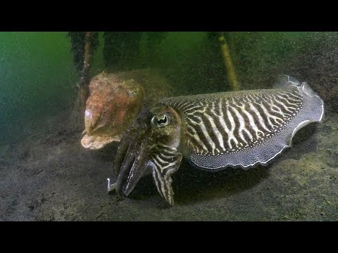 Duiken Zeeland Tholen Sint Annaland en Bergse Diepsluis