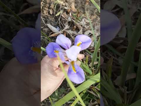 ヘレボルスのメンテナンス: この崇高な花の世話をするにはどうすればよいですか?  庭園